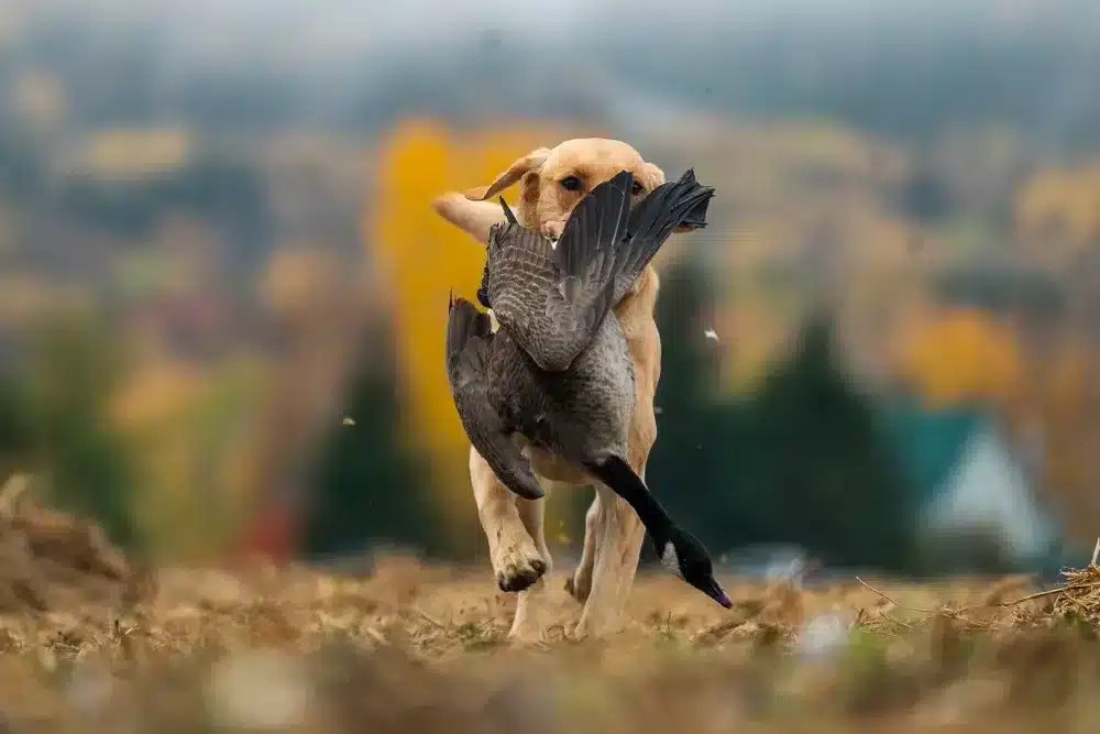 Early Season Fall Hunt Canada Goose